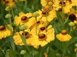 Helenium 'Goldrausch'