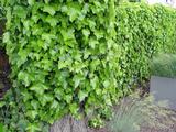 Hedera helix 'Hibernica' stok 100/125