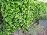 Hedera helix 'Hibernica' stok 150/175