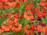 Helenium 'Indianersommer'
