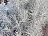 Helichrysum italicum  (CURRY)