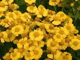 Helenium 'Kanaria'