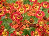 Helenium 'Königstiger'
