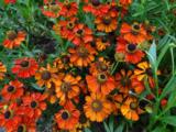 Helenium 'Kupferzwerg'