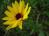 Helianthus laetiflorus