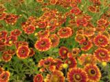 Helenium 'Can Can'