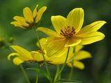 Helianthus microcephalus