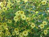 Helianthus 'Lemon Queen'