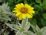 Heliopsis helianthoides 'Loraine Sunshine'