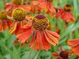 Helenium 'Moerheim Beauty'