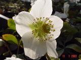 Helleborus niger