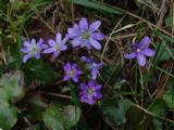 Hepatica nobilis