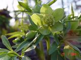 Helleborus odorus