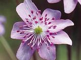 Hepatica nobilis 'Pink Forest'