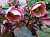 Helleborus 'Pirouette' PBR