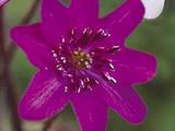 Hepatica nobilis 'Purple Forest'