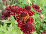 Helenium 'Ruby Tuesday'