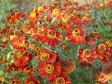 Helenium 'Rubinzwerg'