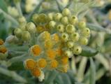 Helichrysum 'Schwefellicht'