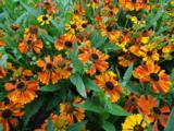 Helenium 'Sahin's Early Flowerer'