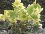 Helleborus 'Snow Love' PBR