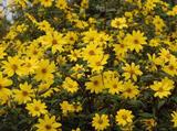 Helianthus microceph. 'Straffe Prairie Gast' [J.S]