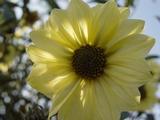 Helianthus giganteus 'Sheila's Sunshine'
