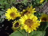 Helianthus decapetalus 'Triomphe de Gand'
