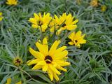 Helianthus salicifolius 'Table Mountain' PBR