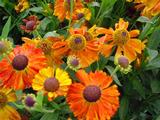 Helenium 'Waltraut'