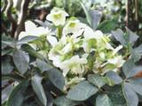 Helleborus 'White Beauty' (nigercors) PBR