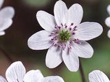 Hepatica nobilis 'White Forest'