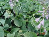 Hosta 'Blue Cadet'