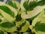 Hosta 'Brim Cup'