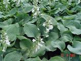 Hosta 'Bressingham Blue'