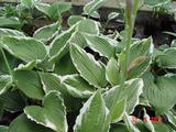 Hosta crispula