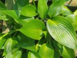 Hosta 'Devon Green'