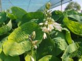 Hosta 'Elegans' (sieboldiana) GEN.