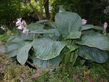 Hosta 'Empress Wu' PBR