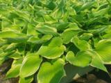 Hosta 'Fortunei Aureomarginata'