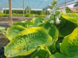 Hosta 'Frances Williams' (sieboldiana)