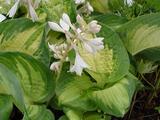 Hosta 'Great Expectations'