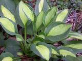 Hosta 'Gypsy Rose'