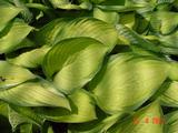 Hosta 'Gold Standard'