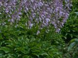 Hosta 'Harry Van Trier' [J.S.]