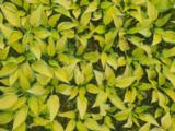 Hosta 'June' PBR