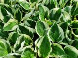 Hosta 'Patriot'
