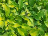 Hosta 'Paul's Glory'