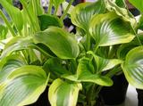 Hosta 'Queen Josephine'