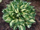 Hosta 'Revolution' PBR